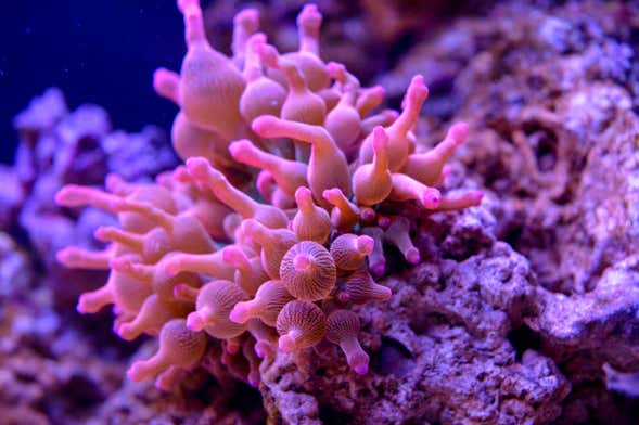 SEA LIFE® Ticket