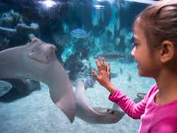 Manta Ray Sea Life Munich