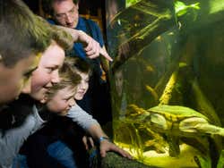 Turtle at Sea Life Munich
