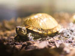 Tortoise at the sea life centre